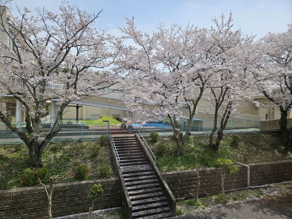 桜２